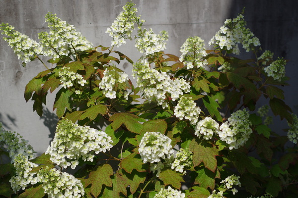 c0056707_11142134.jpg