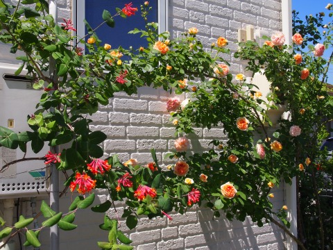 c0117007_213024100.jpg