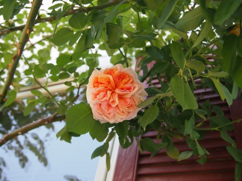 c0117007_2141015.jpg