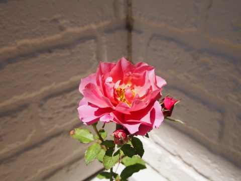 c0117007_2281779.jpg