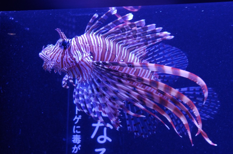 すみだ水族館_f0138807_18122311.jpg