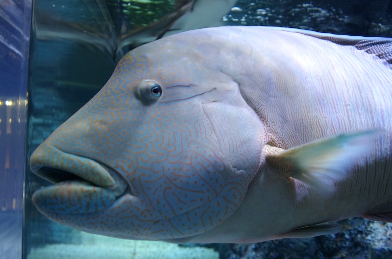 すみだ水族館_f0138807_18123226.jpg