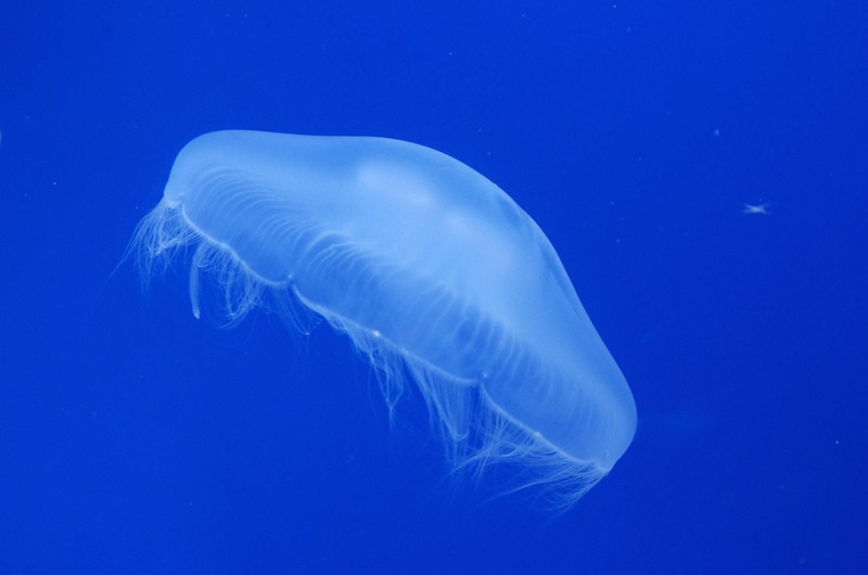 すみだ水族館_f0138807_1812615.jpg