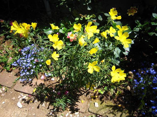 a0141408_1626921.jpg