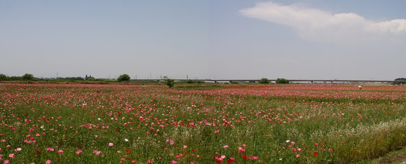 e0117318_1610794.jpg