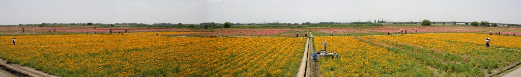 e0117318_1655834.jpg