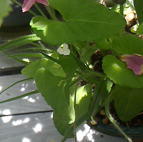 c0097620_13381848.jpg