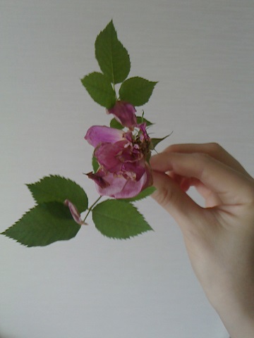 c0097620_1343360.jpg