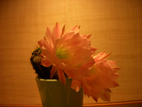 f0260120_22252683.jpg