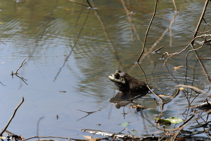 秋ヶ瀬公園ピクニックの森周辺・・・ぶらぶらする_c0276323_16274965.jpg