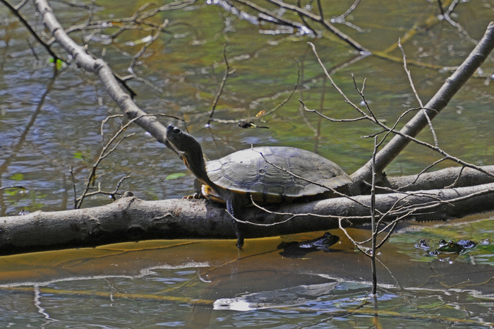 秋ヶ瀬公園ピクニックの森周辺・・・ぶらぶらする_c0276323_1629596.jpg