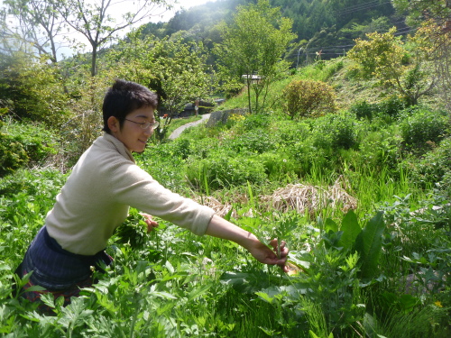 【 満月の 春の 野草酵素づくり 】_e0015223_22514678.jpg