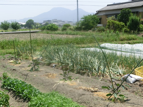 呑気な日曜日_a0243325_18375521.jpg