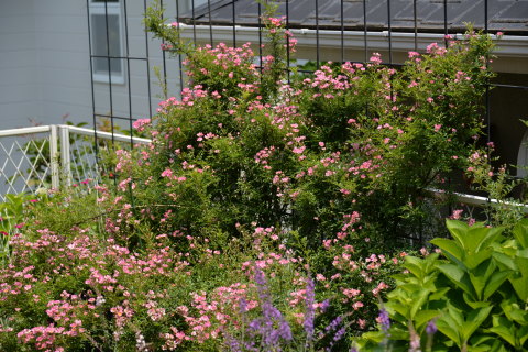 e0335926_11144883.jpg