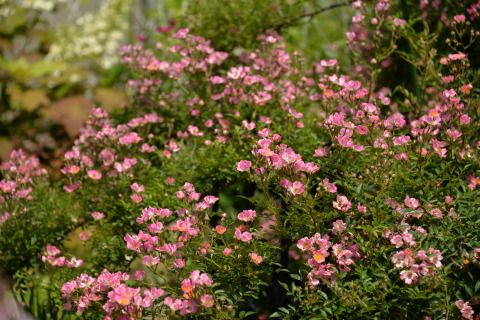 e0335926_11151601.jpg