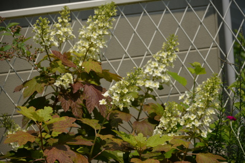 e0335926_11153095.jpg