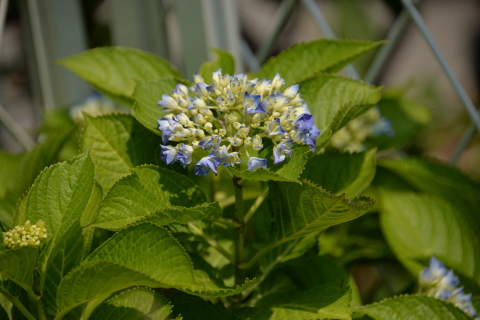 e0335926_11155450.jpg