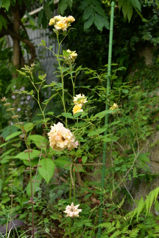 e0335926_11170881.jpg