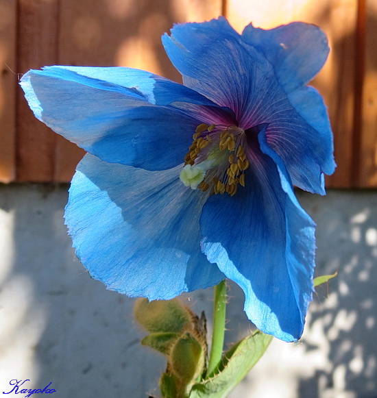 青いケシの花 白樺通り17番 旧 国境の村から