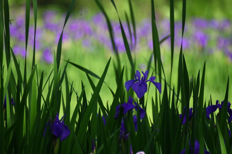 花写 014-0537　カキツバタ_d0060435_1638123.jpg