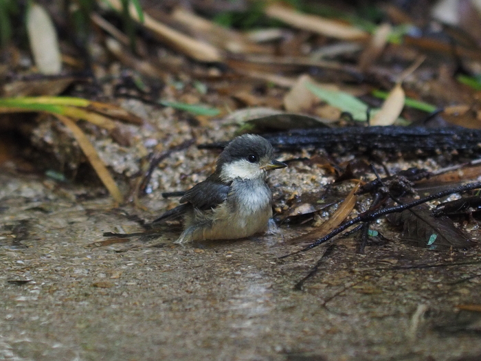 ヤマガラの幼鳥_e0324435_21184934.jpg