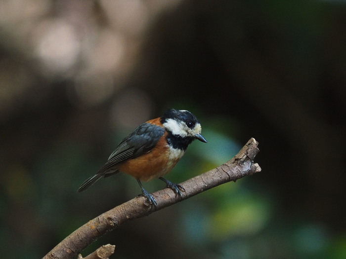 ヤマガラの幼鳥_e0324435_21251398.jpg