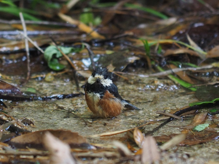 ヤマガラの幼鳥_e0324435_21283727.jpg