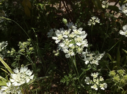 薔薇の茶会2014_e0224842_2203548.jpg