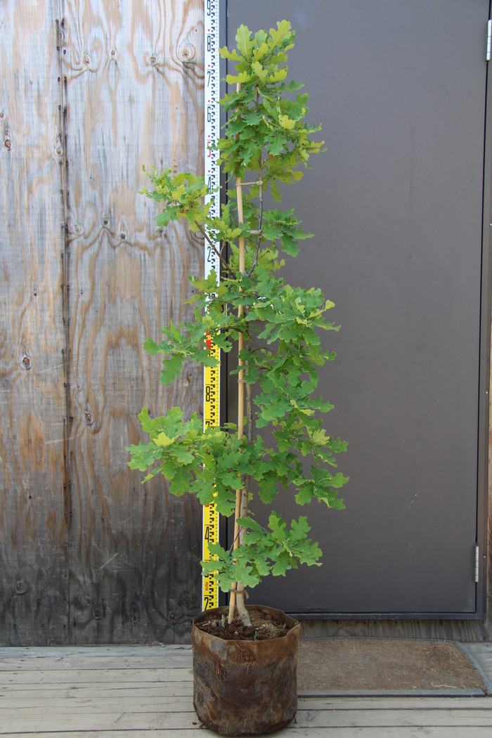 イギリスナラ コンコルディア 'Concordia' 販売 値段 価格 画像 写真