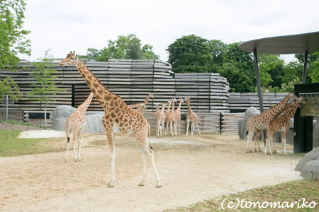 糸井さんの　「動物園の旅のつづき」_c0024345_17134169.jpg