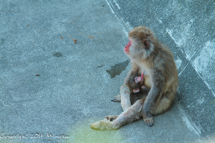 贅沢飲み - MAMMALS #022_f0334645_11173789.jpg