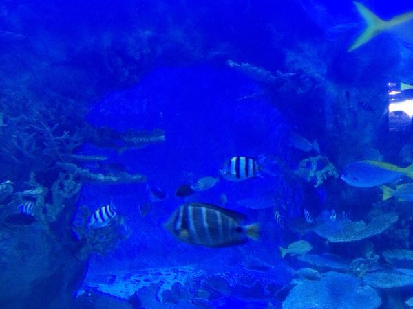 鳥羽水族館_e0292546_12594372.jpg