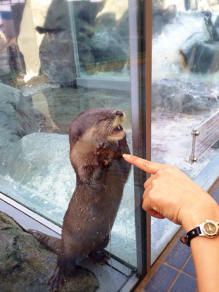 鳥羽水族館_e0292546_12594579.jpg
