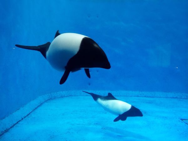 鳥羽水族館_e0292546_12594710.jpg