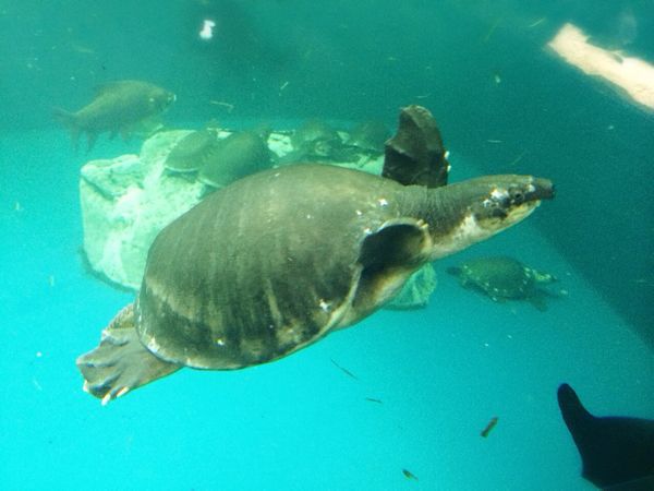 鳥羽水族館_e0292546_12594967.jpg