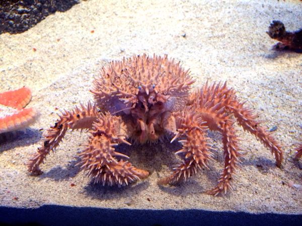 鳥羽水族館_e0292546_1259517.jpg