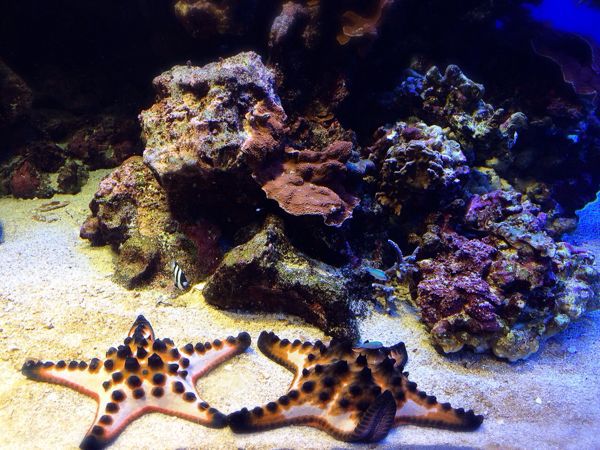 鳥羽水族館_e0292546_12595843.jpg