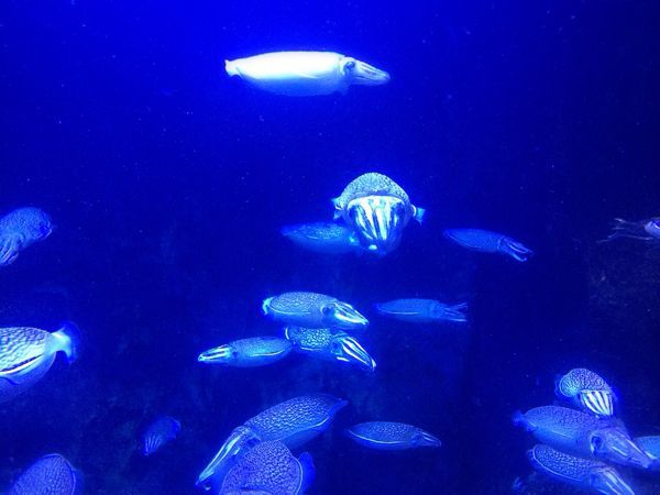 鳥羽水族館_e0292546_130753.jpg