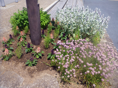 夏の花に植え替えました_b0283447_1251854.jpg