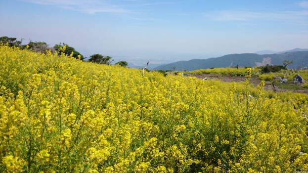 鈴鹿山系♪　藤原岳　清掃登山(*^^)v_b0148050_1852227.jpg