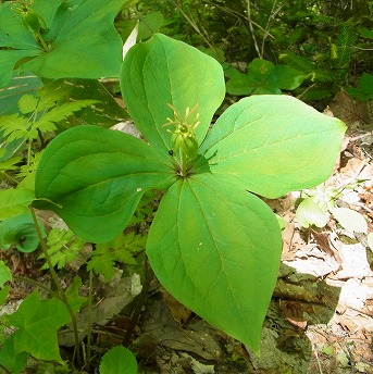 野幌森林公園_b0176650_2275328.jpg