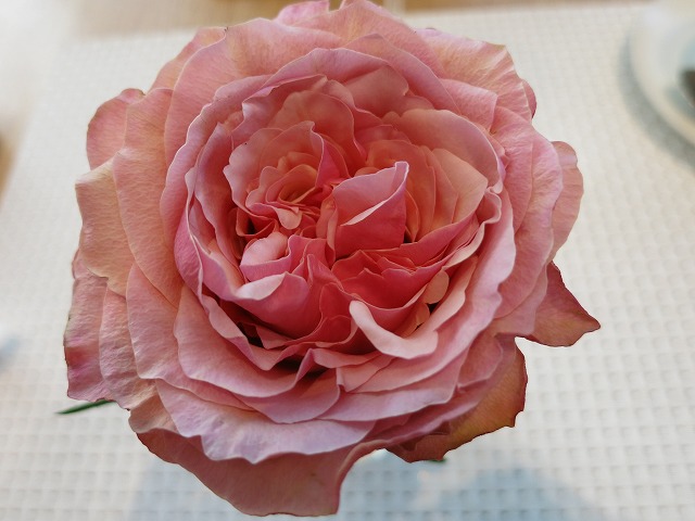 c0160751_9534145.jpg