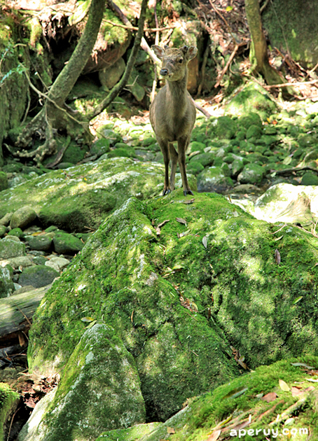 苔むされた岩の上_a0182652_11585986.jpg