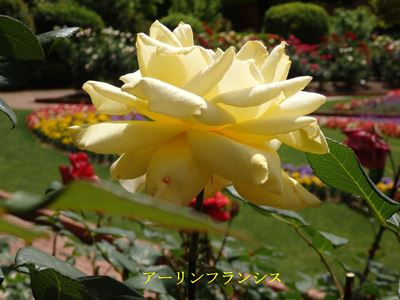 植物園の花いろいろ_c0328153_21203796.jpg