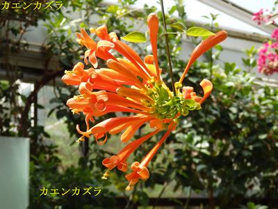 植物園の花いろいろ_c0328153_21210100.jpg