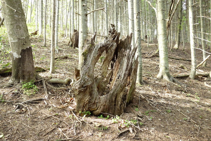 f0114954_231171.jpg