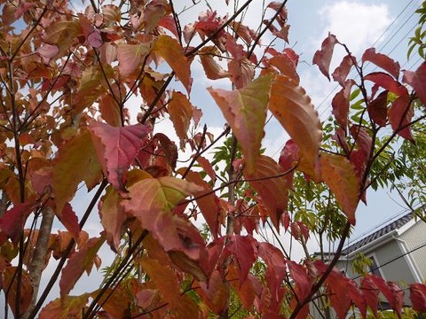 f0349957_19285489.jpg
