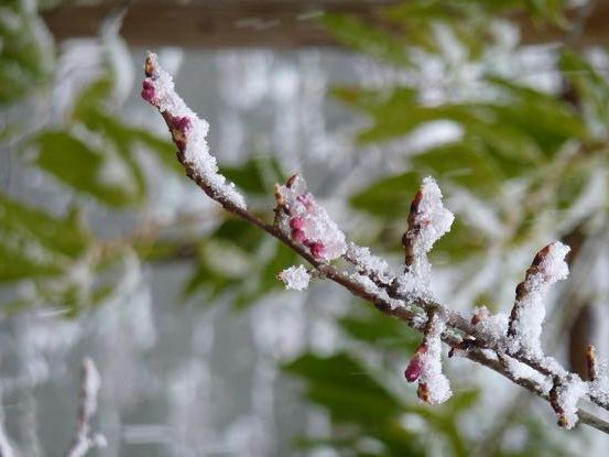 春の雪_f0349957_20295978.jpg