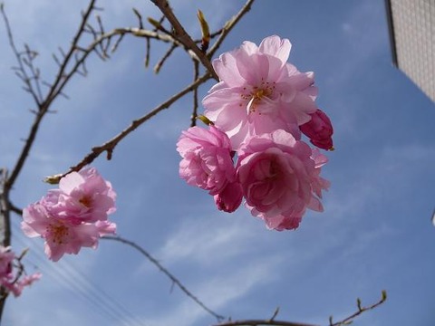 桜　咲く♪_f0349957_22255029.jpg