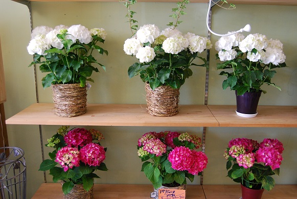 アジサイ入荷 花と暮らす店 木花 Mocca